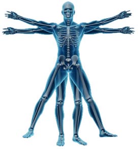 Vitruvian Kinesiology pic